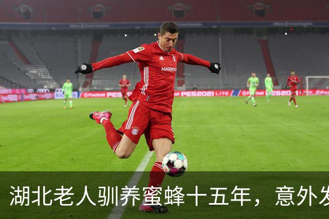 湖北老人驯养蜜蜂十五年，意外发现蜂巢异样引专家驻足